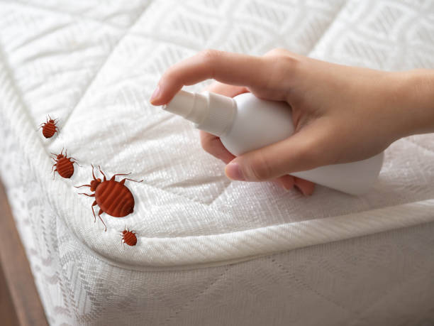 Best Insect Control  in Summerset, SD