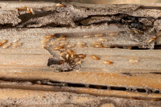 Best Bed Bug Extermination  in Summerset, SD