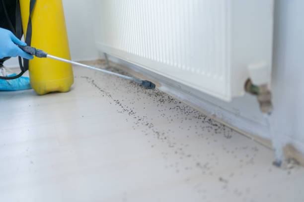 Best Ant Control Services  in Summerset, SD